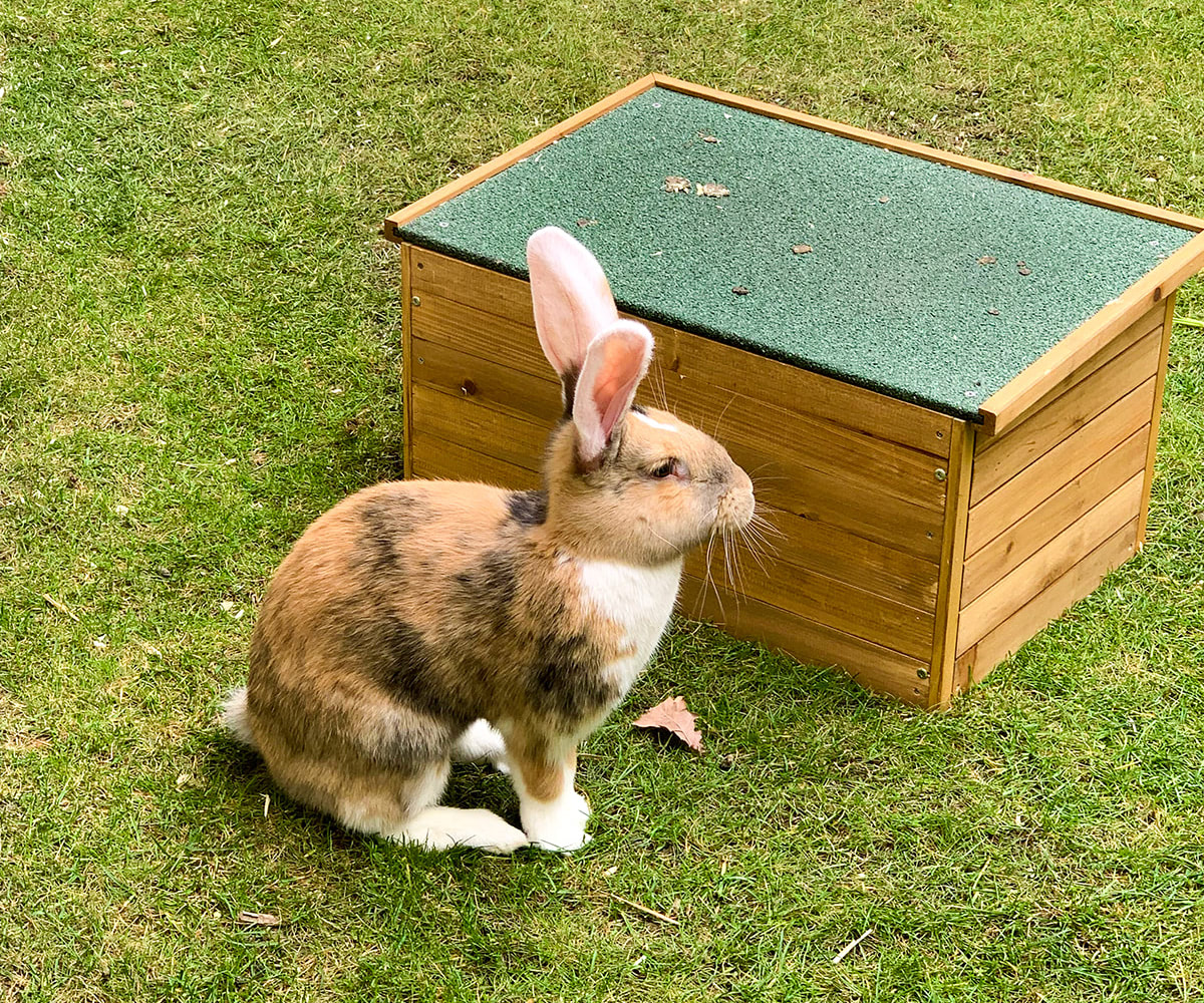Ein Kaninchen sitzt im Gras vor einer kleinen Hütte